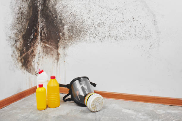 Best Kitchen Mold Remediation in Kamas, UT