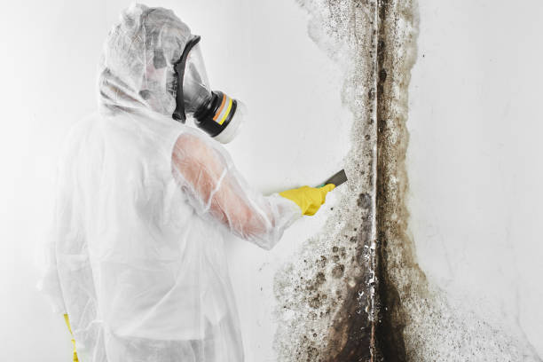 Best Commercial Mold Remediation in Kamas, UT