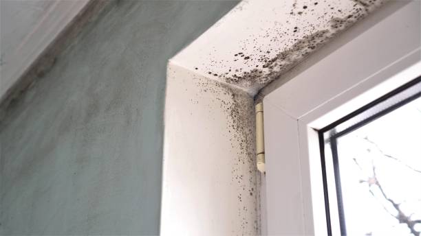 Best DIY Mold Remediation Support Services in Kamas, UT