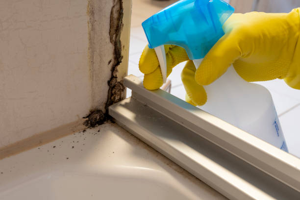 Professional Mold Remediation in Kamas, UT