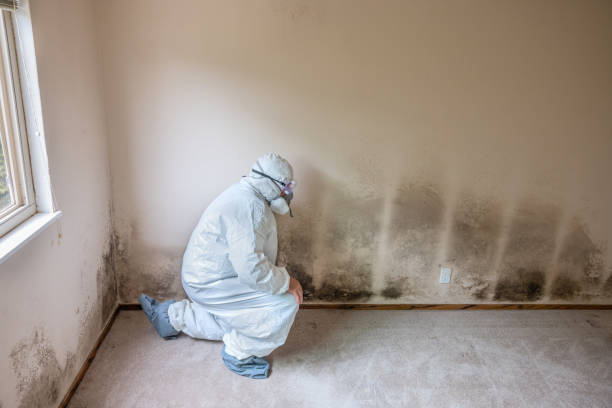 Best Black Mold Remediation in Kamas, UT