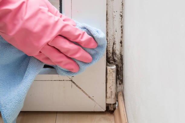 Best Preventive Mold Services in Kamas, UT