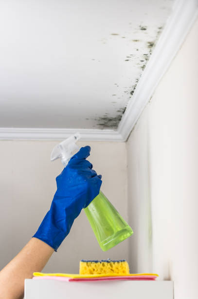 Best Mold Remediation for Schools in Kamas, UT