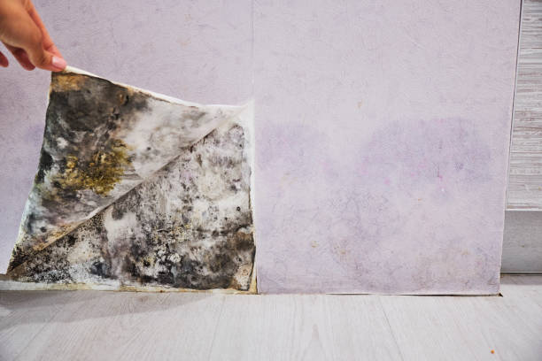  Kamas, UT Mold Removal Pros